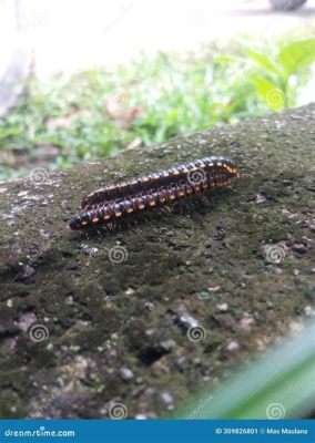  Alaskan Millipede: A Crawling Symphony of Chitinous Segments and Gentle Excavation!