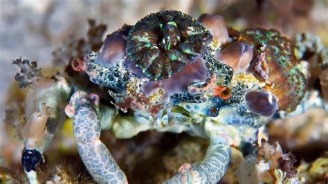  Deep-Sea Denizens: Discover the Decapod Prowess of the Decorator Crab!