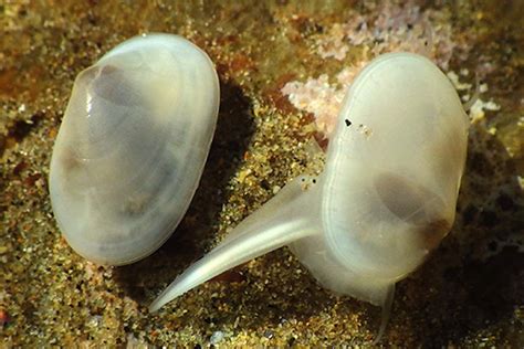  Donax: Unearthing the Secrets of This Tiny Clam That Digs Deep!