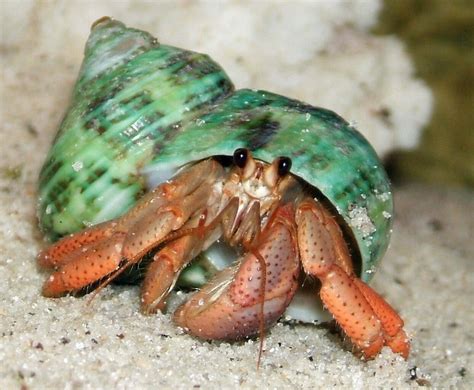  Hermit Crab: The Homebody Hermit With A Shell So Cool It Can’t Be Grown!