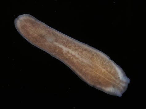  Procerodes:  A Tiny Flatworm That Lives on Fish and Has a Voracious Appetite for Their Skin!