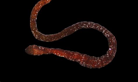 Ribbon Worm! Discover this Underwater Acrobat Performing Amazing Regenerative Feats!