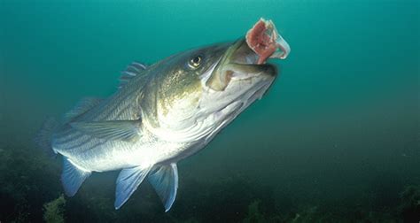  Striped Bass: Discover the Underwater Acrobat With a Taste for Crustaceans!