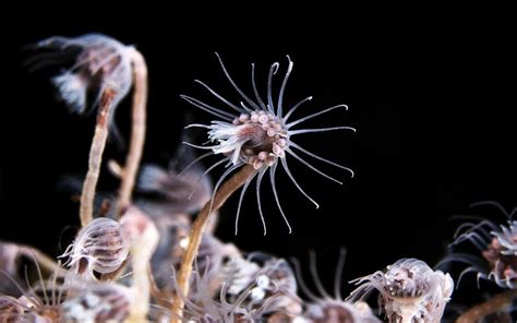  Tubularia! A Colonial Hydrozoan Known for its Exquisite Elegance and Carnivorous Appetite