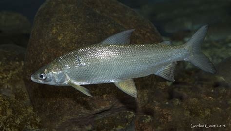  Whitefish: A Freshwater Jewel Hiding in Plain Sight!