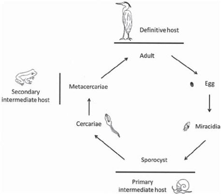 Xenopleura! This Unicellular Parasite Embarks on a Complex Life Cycle Spanning Multiple Hosts