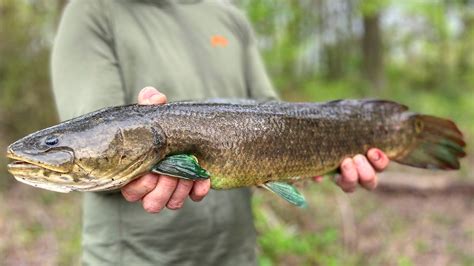  Bowfin! A Prehistoric Fish That Still Thrives Today