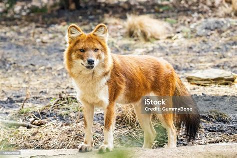  Dhole: A Wild Dog With the Spirit of Teamwork That Will Leave You Howling with Admiration!