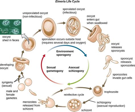  Eimeria: A Microscopic Marvel Lurking Within Animal Guts!