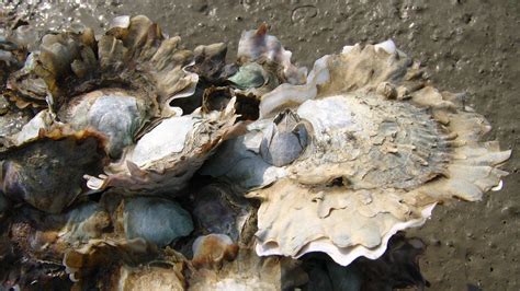  European Oyster: A Salty Survivor Thriving in Tidal Zones and Braving Predators