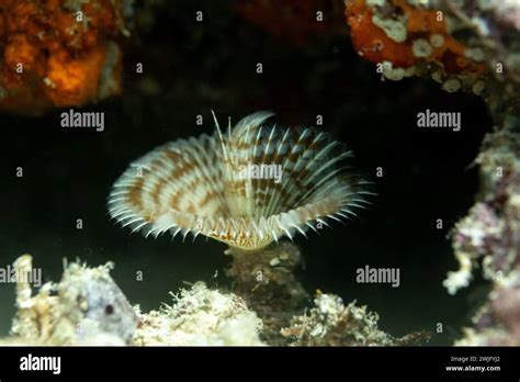  Fan Worm! A Remarkable Marine Creature with Feathery Tentacles that Capture Food from Passing Currents