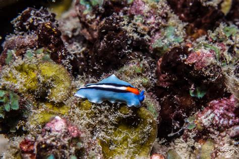  Geoplanas! These Flatworms Are the Aquatic Houdinis of the Turbellaria World