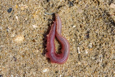  Glycera! A Venomous Bloodworm Lurking Beneath the Sands 