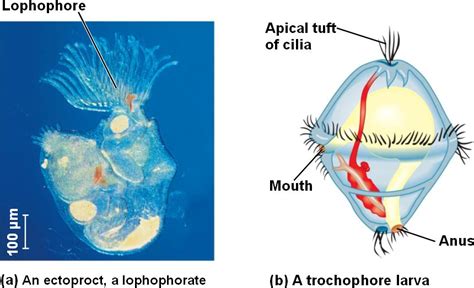  Gymnostomatidae: Combining Delicate Ciliated Feeding Structures With Surprisingly Predatory Behaviors!