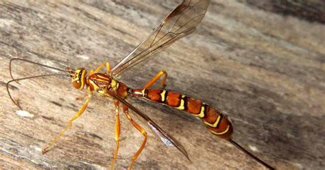  Ichneumon Wasp! These Venomous Parasitoids Show Us Just How Diverse And Bizarre The Insect World Can Be