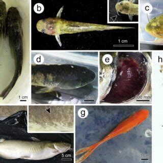  Ichthyophthirius Multifiliis: Unmasking The Tiny Terror That Can Plague Our Finned Friends!