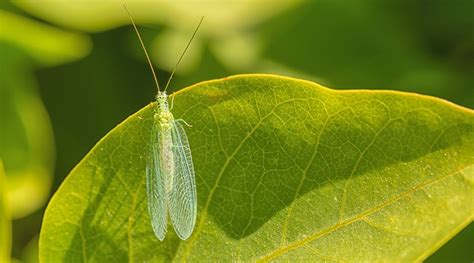 Lacewing, an Exquisite Predator with Intricate Wing Patterns that Dance through Twilight Hours!