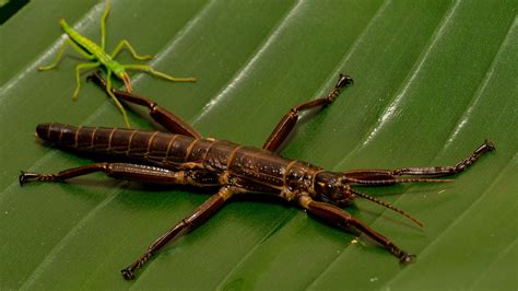 Large, Long-Legged Log-Dwelling Loveliness: Unveiling the Mysteries of the Lord Howe Island Stick Insect!