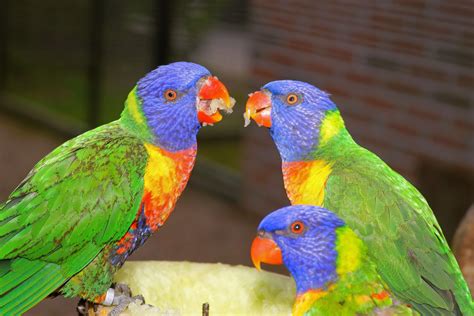 Lovebird - An Enchanting Pocketful of Feathered Fury With Remarkably Colorful Plumage!