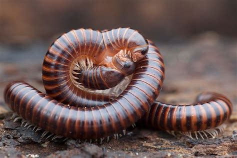  Millipede  A Millipede: Can this Slow-Moving Arthropodan Mastermind Escape its Many Legs?