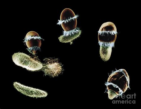  Paramecium! The Tiny Freshwater Predator With a Remarkable Swimming Style