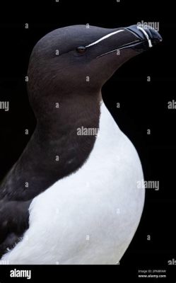  Razorbill! A Black and White Bird That Plunges Like a Tiny Missile into Icy Depths