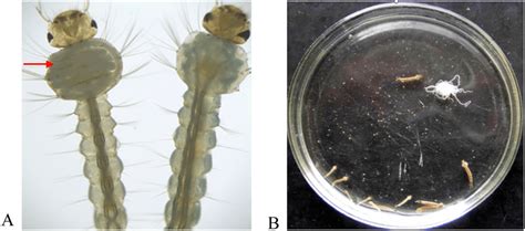 Romanomermis! A Tiny Nematode Parasite That Thrives on Mosquito Larvae, a Biological Control Agent with a Voracious Appetite