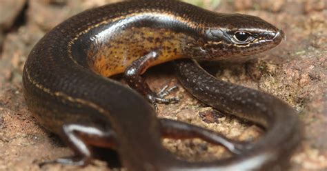  Slow-Moving Skink: A Delightful Paradox of Ancient Lineage and Modern Agility!