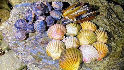 Venerid Clam: A Tiny Shellfish With An Enormous Impact On Coastal Ecosystems!