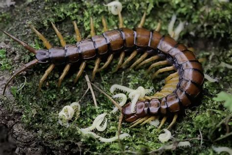  Vietnamese Centipede: This Multi-Legged Marvel Thrives on Moist Decay!