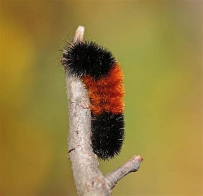 What Is a Woolly Bear Worm and Why Is It Considered an Expert Escape Artist?