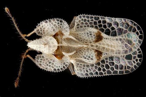  Zeugloptera! These Delicate Insects With Wings Like Ancient Lace Will Astonish You